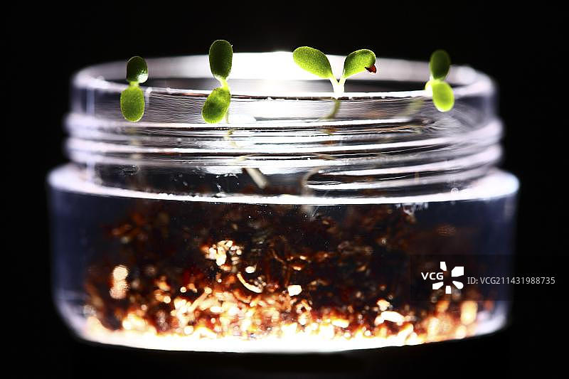 玻璃碗中培养基上的三叶草幼苗图片素材