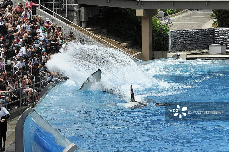 圣地亚哥海洋世界，Shamu体育场，受训的虎鲸图片素材
