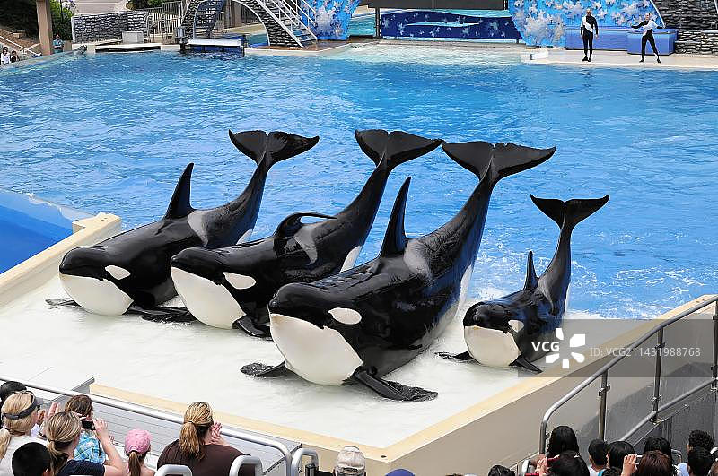 圣地亚哥海洋世界，Shamu体育场，受训的虎鲸图片素材