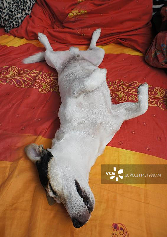 熟睡的杰克罗素梗犬图片素材