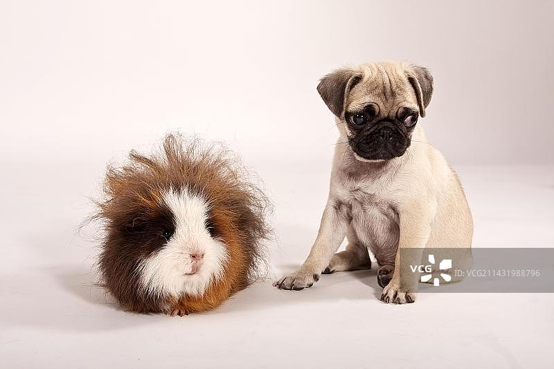 巴哥幼犬和瑞士泰迪豚鼠并排坐着图片素材