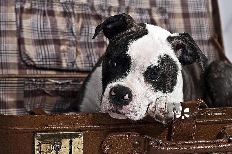 美国斗牛犬将爪子和头放在手提箱边缘图片素材