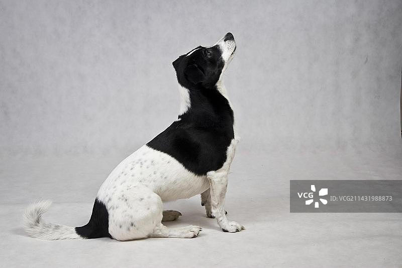 杰克罗素梗图片素材