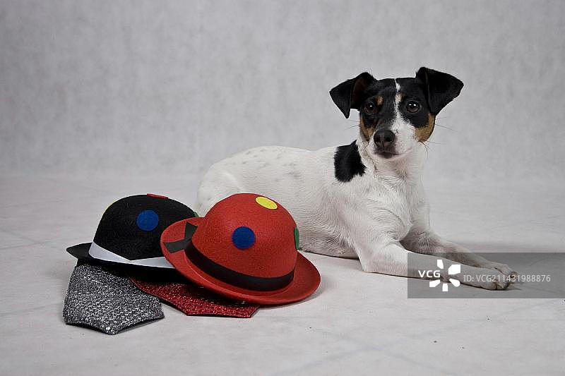 杰克罗素梗犬躺在帽子后面图片素材