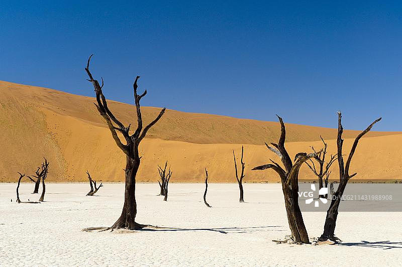 死亡谷中的死亡金合欢树，索苏斯维，纳米布-诺克卢夫特公园，纳米比亚中部纳米布沙漠，非洲图片素材