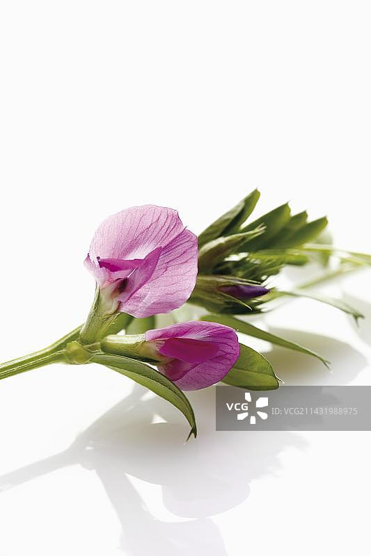 野豌豆图片素材