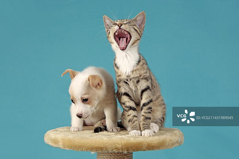 小猫和小狗和平地坐在一起图片素材
