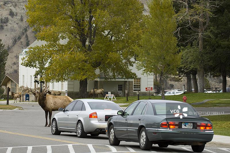 麋鹿（Cervus canadensis）在猛犸温泉穿越道路，黄石国家公园，怀俄明州，美国，北美图片素材