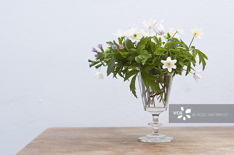 一束春花：白头翁和肺草图片素材