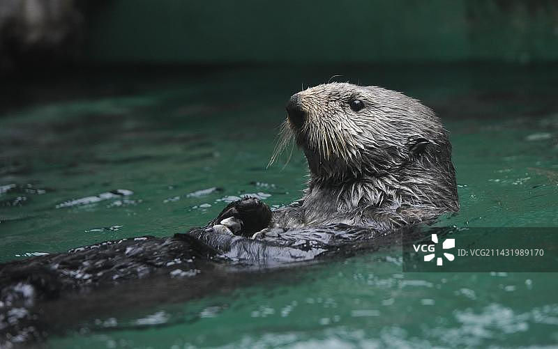 美国西雅图水族馆的海獭图片素材