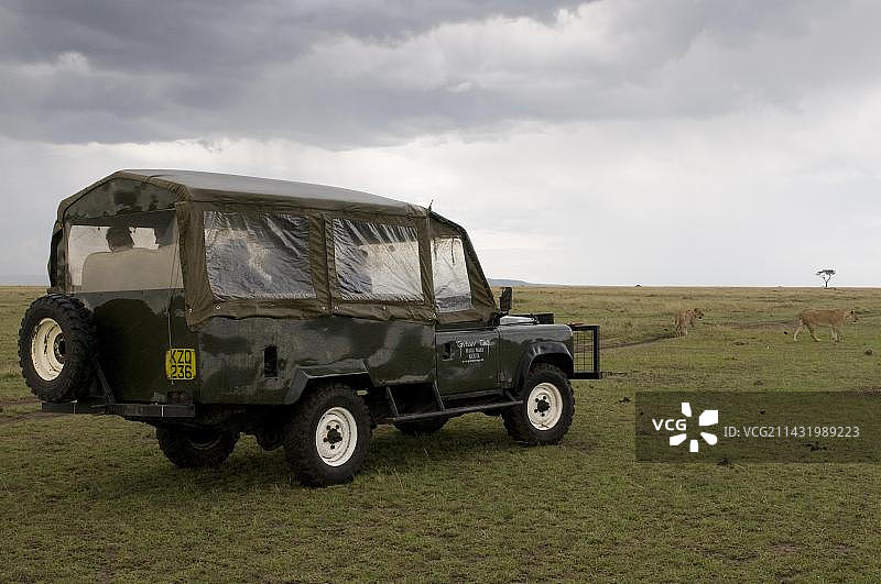在肯尼亚非洲马赛马拉国家保护区进行野生动物园之旅的吉普车图片素材