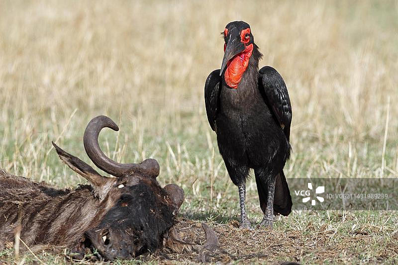 南非地犀鸟与尸体图片素材