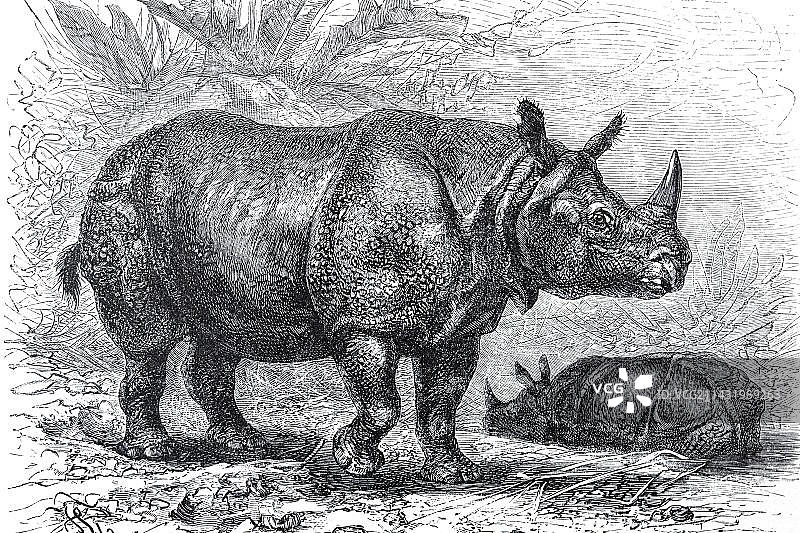 印度犀牛，19世纪历史书籍插图图片素材