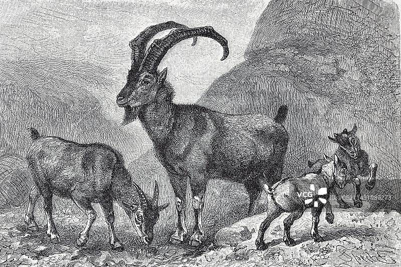 bezoar 山羊或野山羊(Capra aegagrus)，19世纪历史书籍插图，钢版雕刻，Brockhaus 百科全书，1908年图片素材