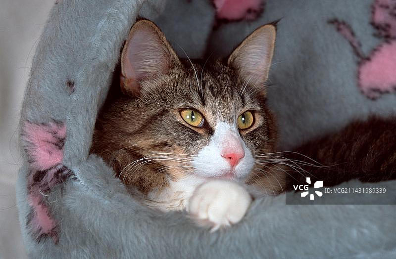 休息在猫篮里的挪威森林猫图片素材