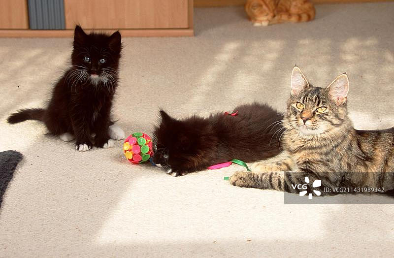 挪威森林猫与小猫图片素材