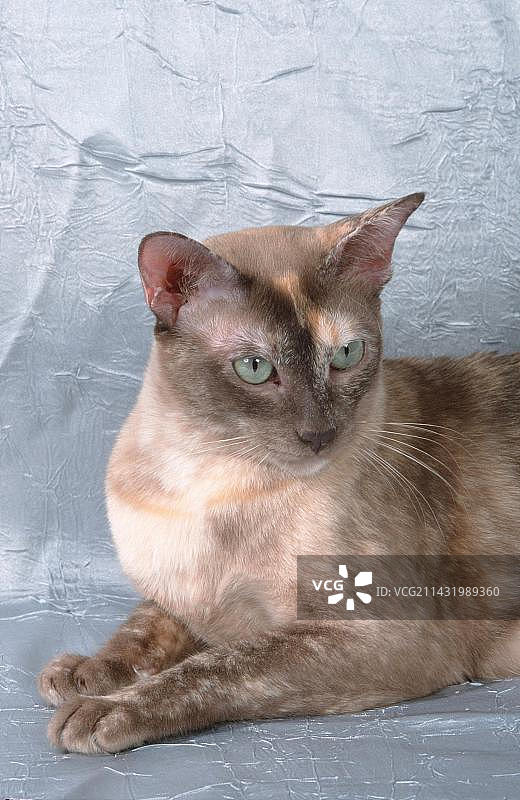 东京猫，巧克力色/玳瑁色，哺乳动物，动物，家猫，家养动物，宠物，纯种猫，短毛，室内，工作室，肖像，肖像照，肖像构图，躺图片素材