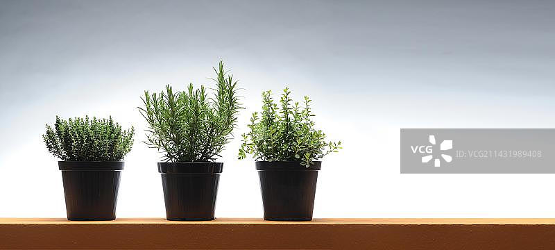 花盆中的百里香迷迭香罗勒图片素材