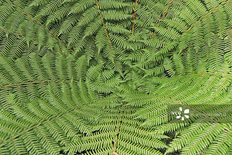 新西兰峡湾国家公园的单株膜叶蕨图片素材