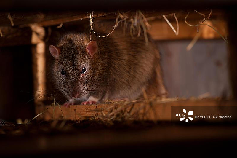 躲藏的家养褐家鼠，德国莱茵兰-普法尔茨图片素材