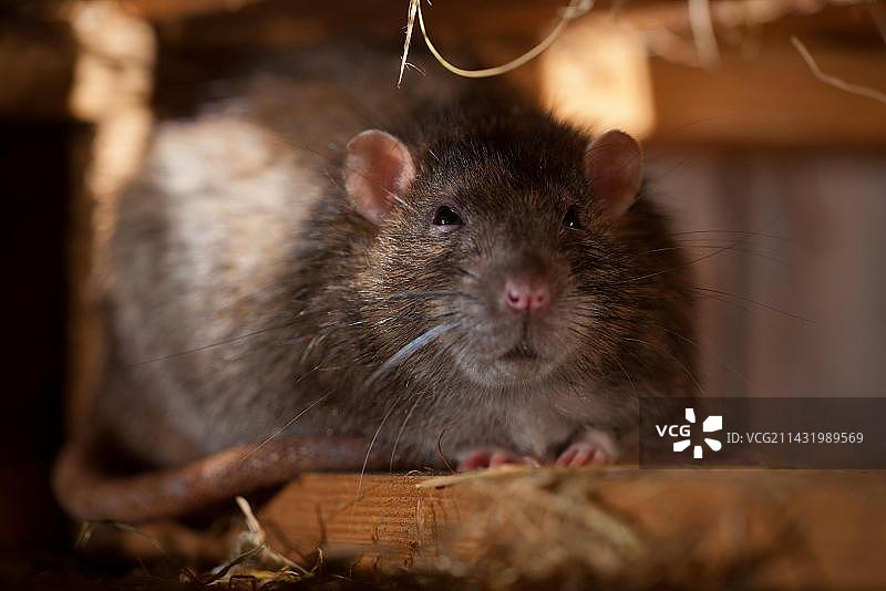 躲藏的家养褐家鼠，德国莱茵兰-普法尔茨图片素材