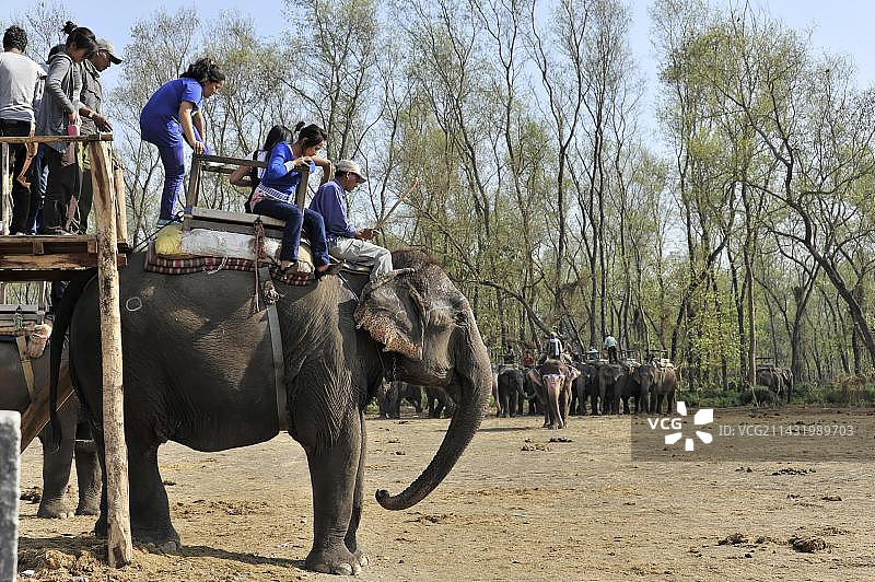 游客在尼泊尔奇特旺国家公园骑象游览图片素材