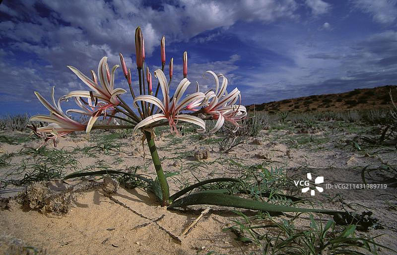 喀拉哈里溪谷百合夏雨初霁盛开图片素材
