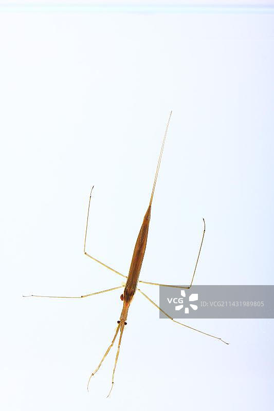 水螳螂或水蝎（Ranatra linearis），生活在水下的昆虫图片素材