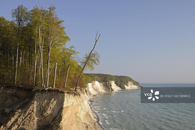 德国梅克伦堡-西波美拉尼亚吕根岛亚斯蒙德国家公园的海岸悬崖图片素材