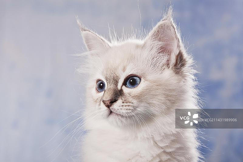 伯曼猫品种小猫肖像图片素材