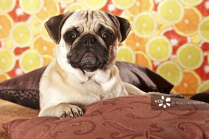 躺下的巴哥犬图片素材