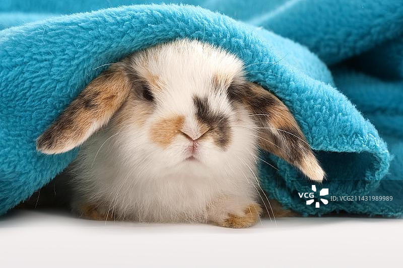 侏儒兔和侏儒公羊躺在毯子下图片素材