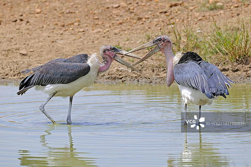 在马赛马拉国家保护区池塘中争斗的秃鹳图片素材
