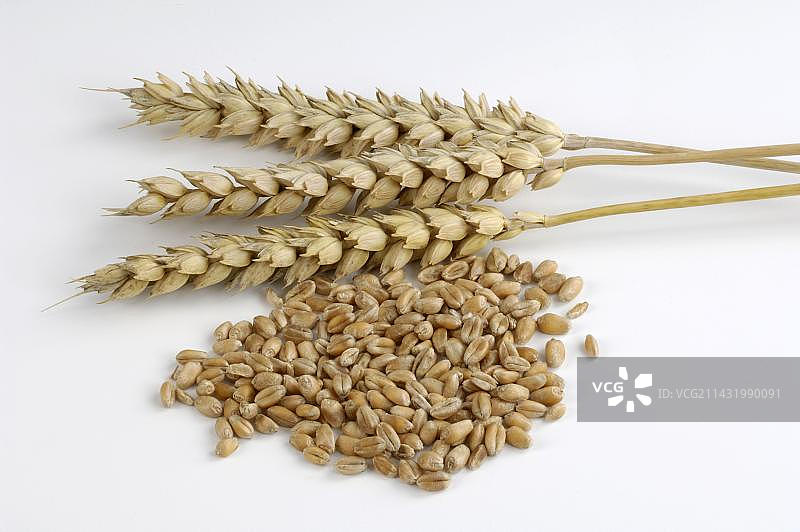 小麦穗和谷物小麦穗（普通小麦）室内工作室图片素材