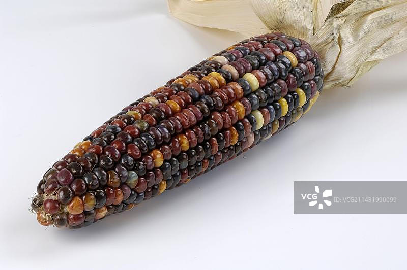 玉米芯（玉蜀黍），内部，工作室拍摄图片素材