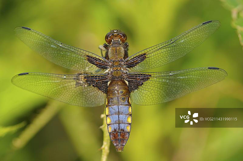 德国丁登自然保护区的腹部扁平的雄性动物图片素材