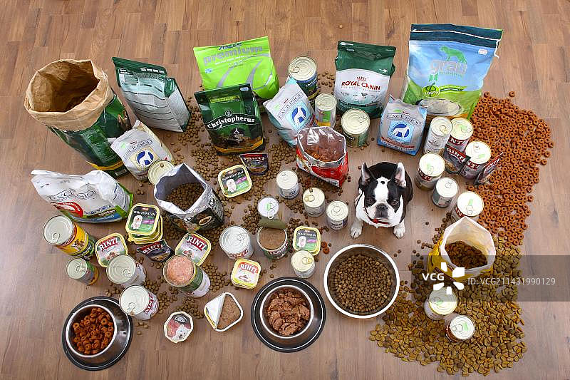 波士顿梗犬与各种狗粮图片素材