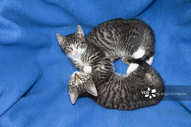 家猫，小猫，虎斑猫图片素材