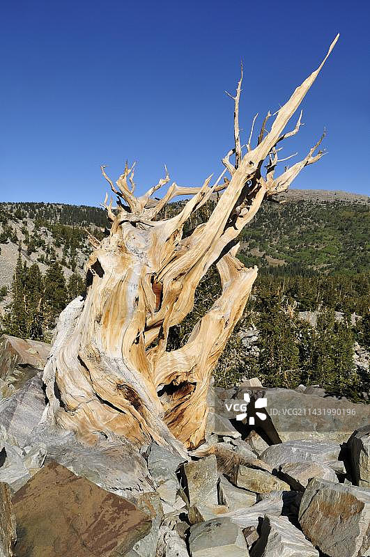 美国内华达州惠勒山的大盆地国家公园内的古老松树图片素材