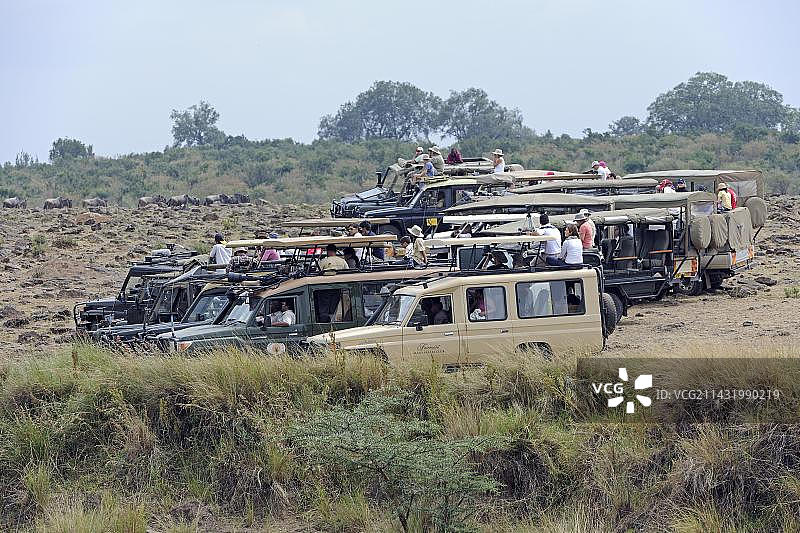 肯尼亚马赛马拉马拉河上的野生动物园吉普车，游客等待着角马迁徙图片素材