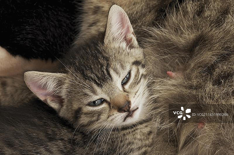 小猫，头在猫的乳头前图片素材