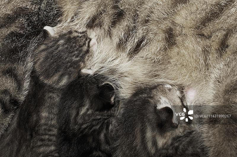 吮吸猫奶的小猫图片素材