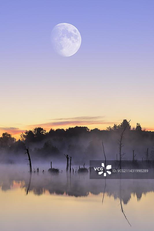 施文宁根沼泽自然保护区上空的月亮，内卡河源头，德国黑森林图片素材