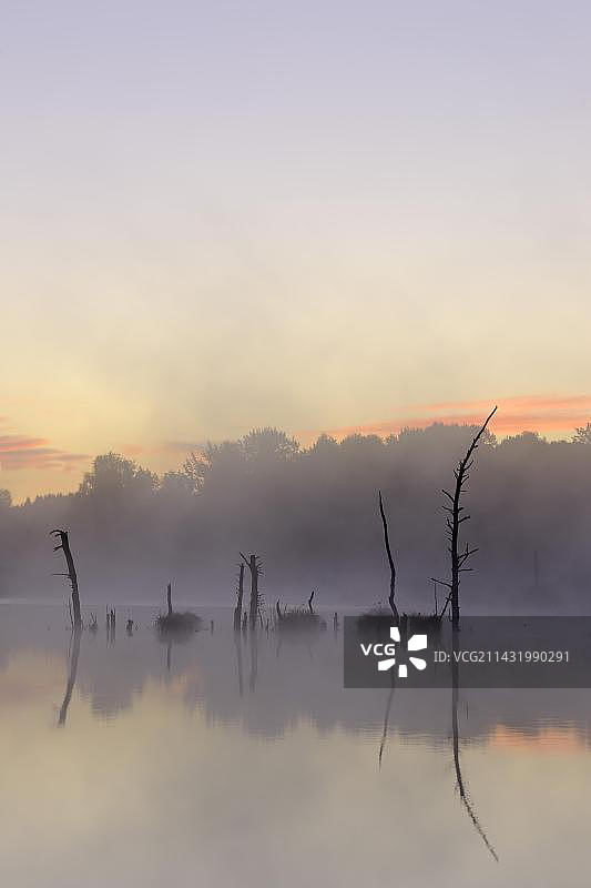 德国巴登-符腾堡黑森林维林根-施文宁根内卡河源头的施文宁根沼泽自然保护区图片素材