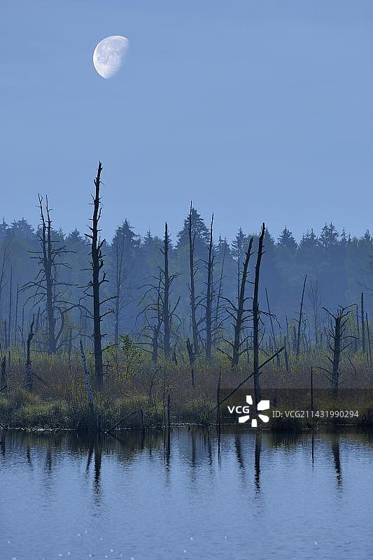 德国巴登-符腾堡州黑森林菲林根-施文宁根内卡河源头施文宁根莫斯自然保护区之上的月亮，合成图像图片素材