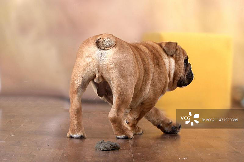 英国斗牛犬排便图片素材
