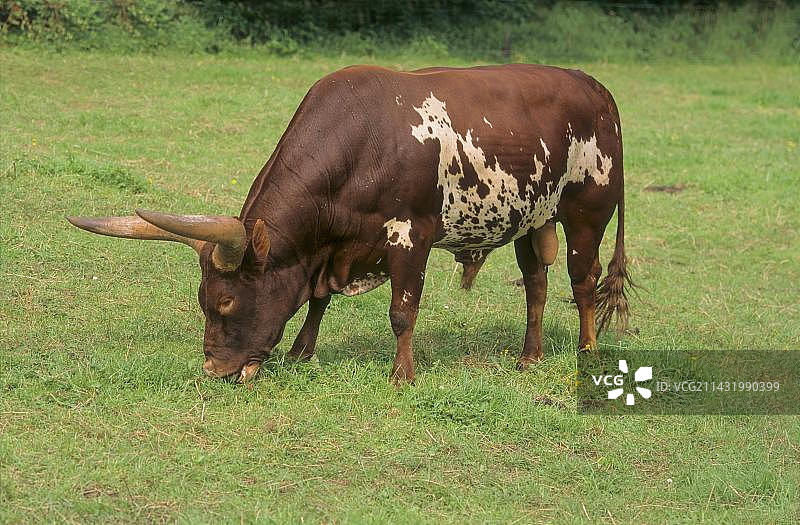 瓦图西牛，公牛图片素材