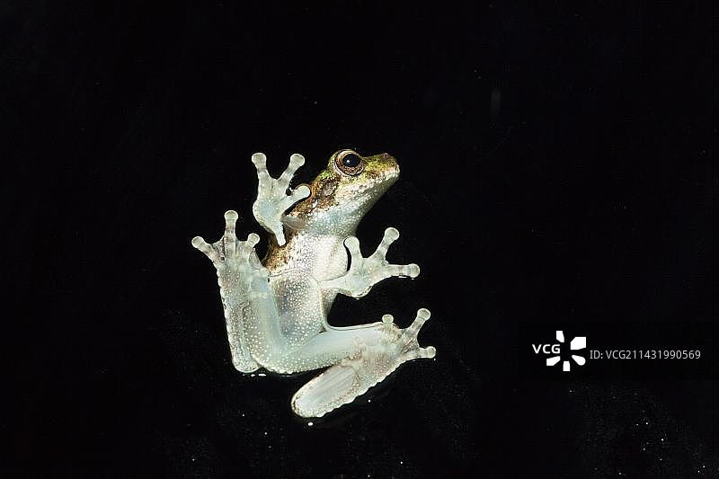 澳大利亚昆士兰州丹翠国家公园车窗上的绿眼树蛙图片素材