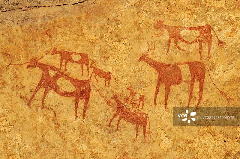 阿尔及利亚阿德拉尔恩阿内特廷梅斯基斯的新石器时代岩画彩绘牛图片素材
