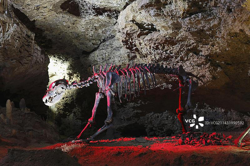 洞熊骨骼化石，德国波滕施泰因图片素材